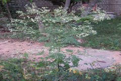 Parthenium hysterophorus